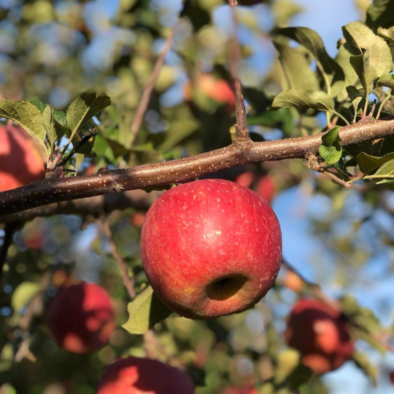 津軽産サンふじ 贈答用3Kg【送料込み】（販売終了）