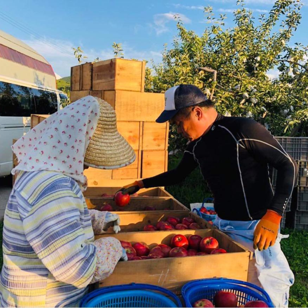 津軽産サンふじ 贈答用3Kg【送料込み】（販売終了）