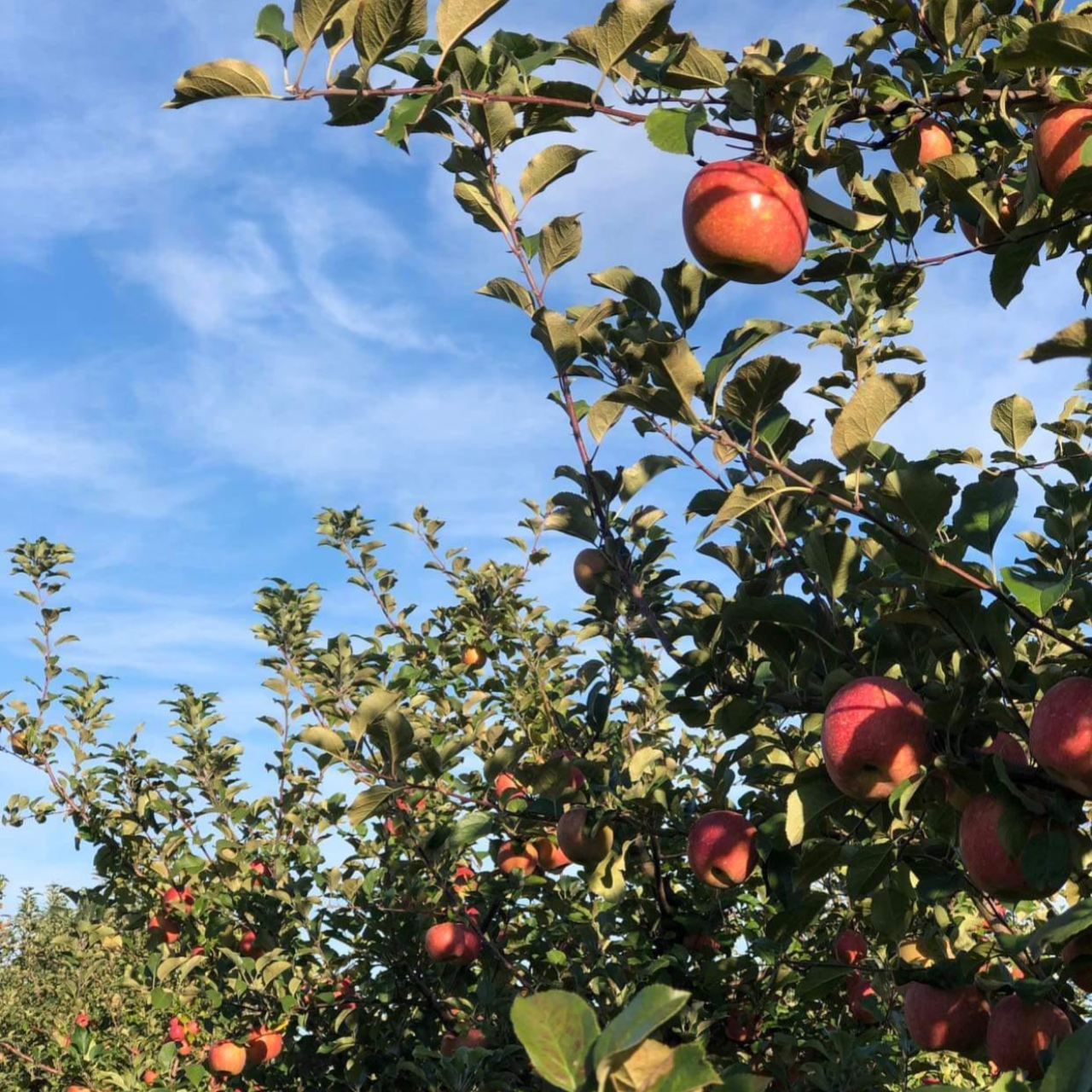 津軽産サンふじ 贈答用3Kg【送料込み】（販売終了）