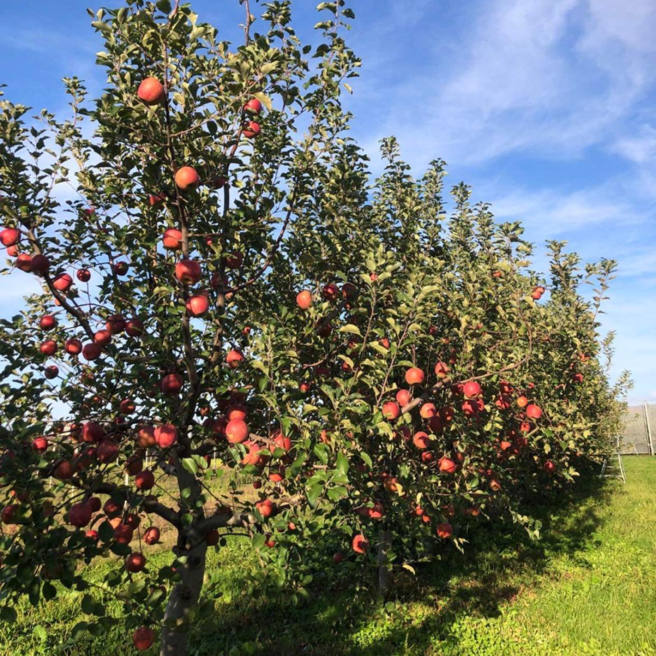 津軽産サンふじ 贈答用3Kg【送料込み】（販売終了）