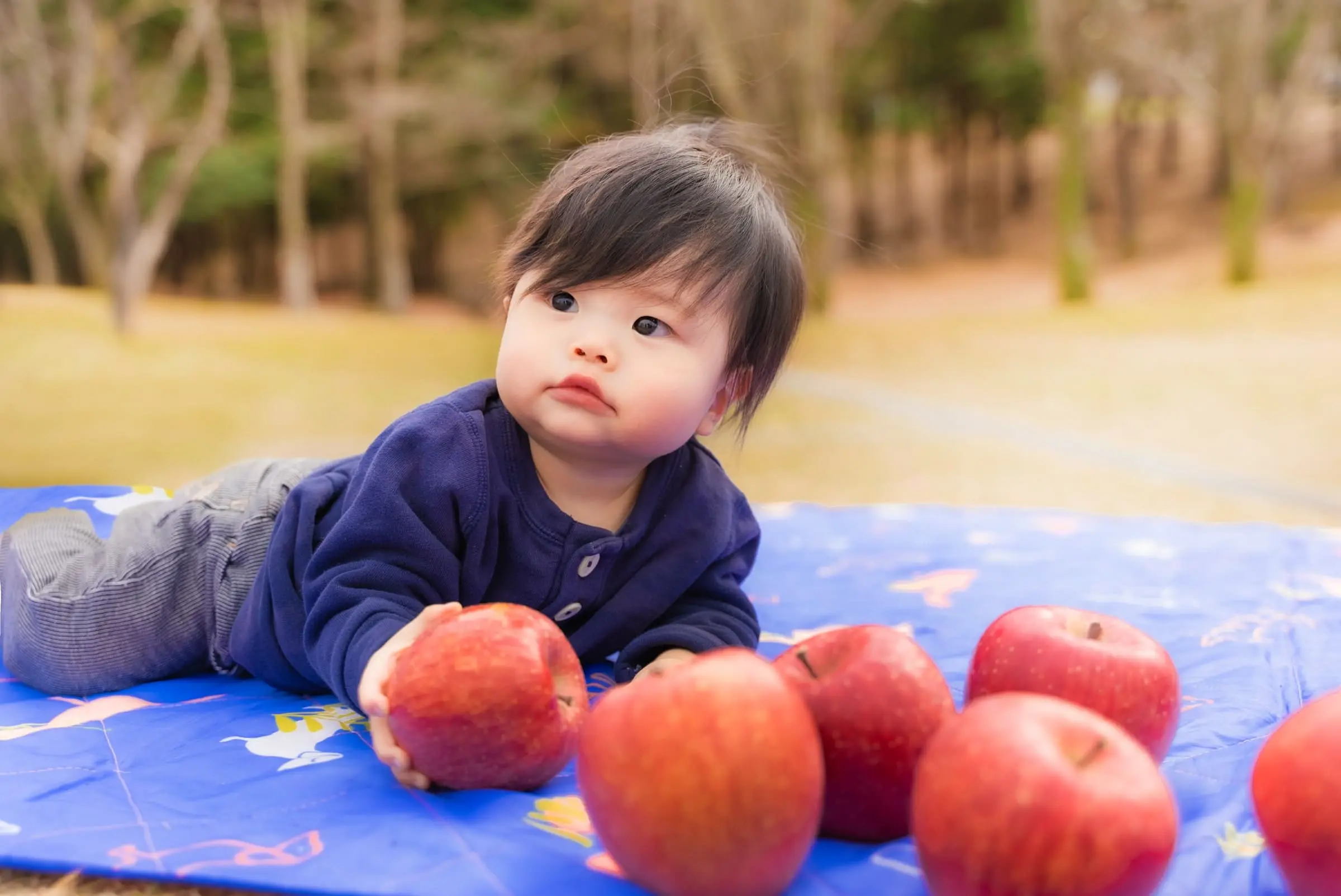 青森のりんご「津軽産サンふじ」